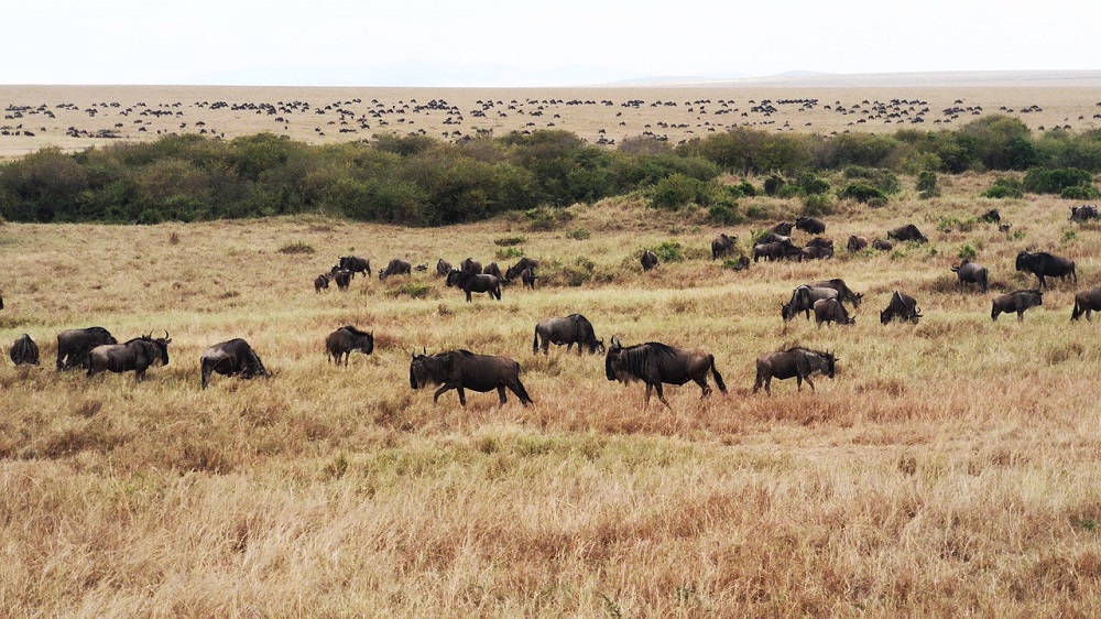 wildebeest migration in Kenya